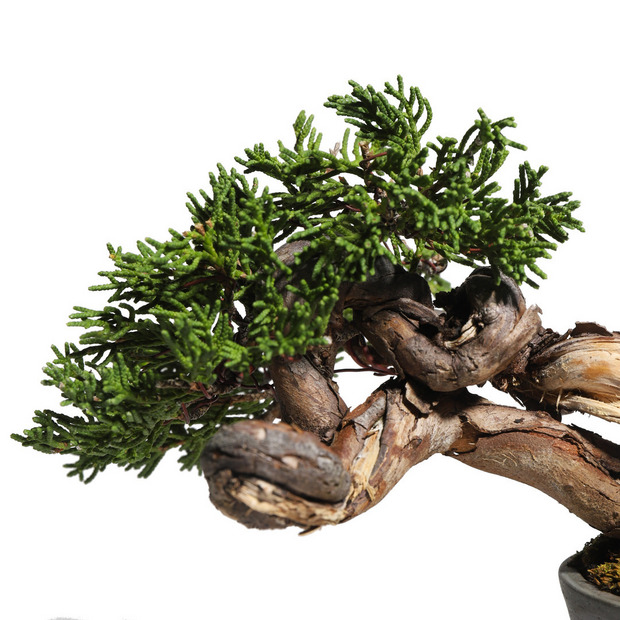真柏　-Japanese Juniper-　（推定樹齢30年） 詳細画像